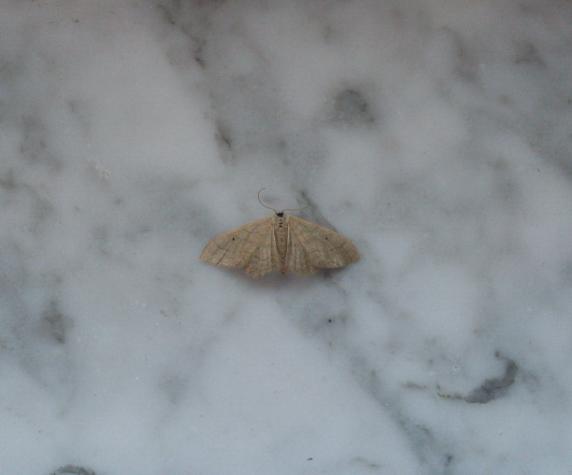 Geometridae ?